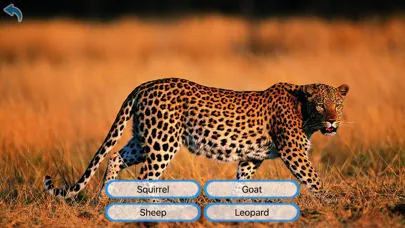 صور Animals Learning