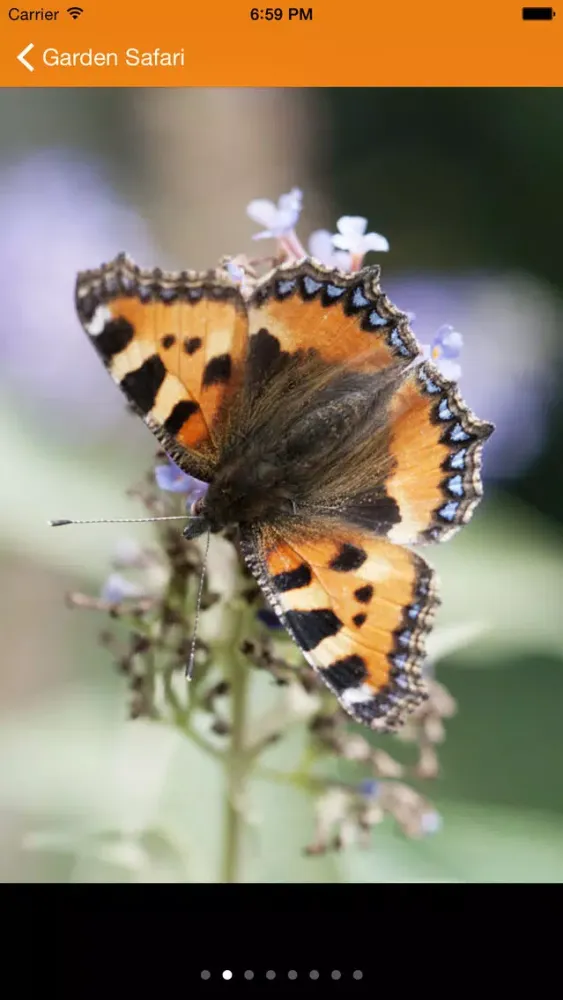 Gardensafari Moths and Butterflies স্ক্রিনশট
