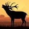 Elk Calls - Bull Hunting
