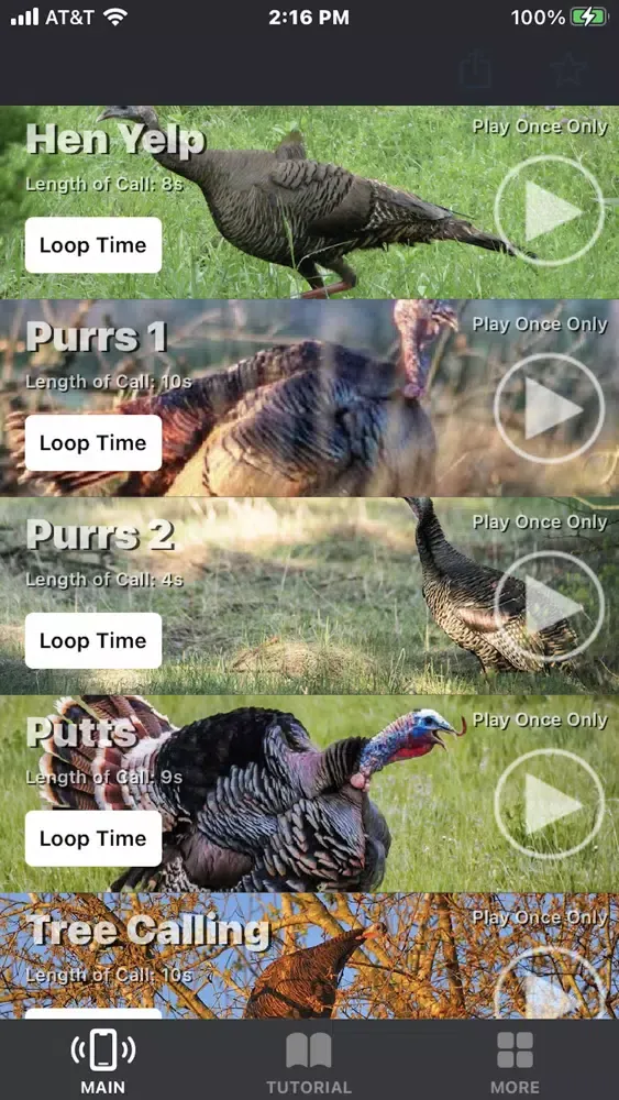 Turkey Calls for Hunting App Screenshots