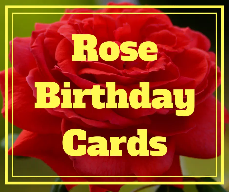 Rose Birthday Cards (Real Rose Screenshots