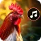 Animal Sounds: Birds Ringtones