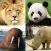 Animals Quiz Learn All Mammals