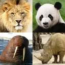 Animals Quiz Learn All Mammals