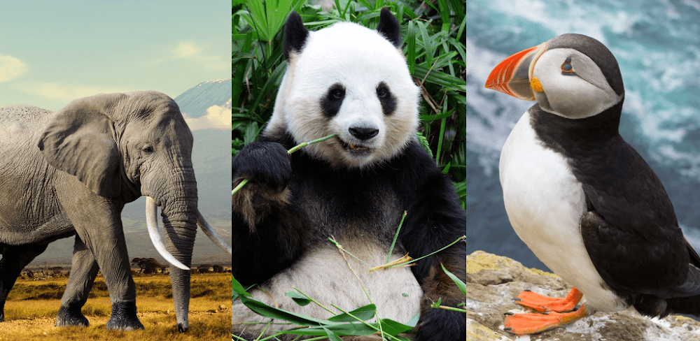 Animals Quiz Learn All Mammals