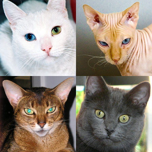 Cats Quiz Cats Quiz