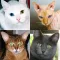 Cats Quiz