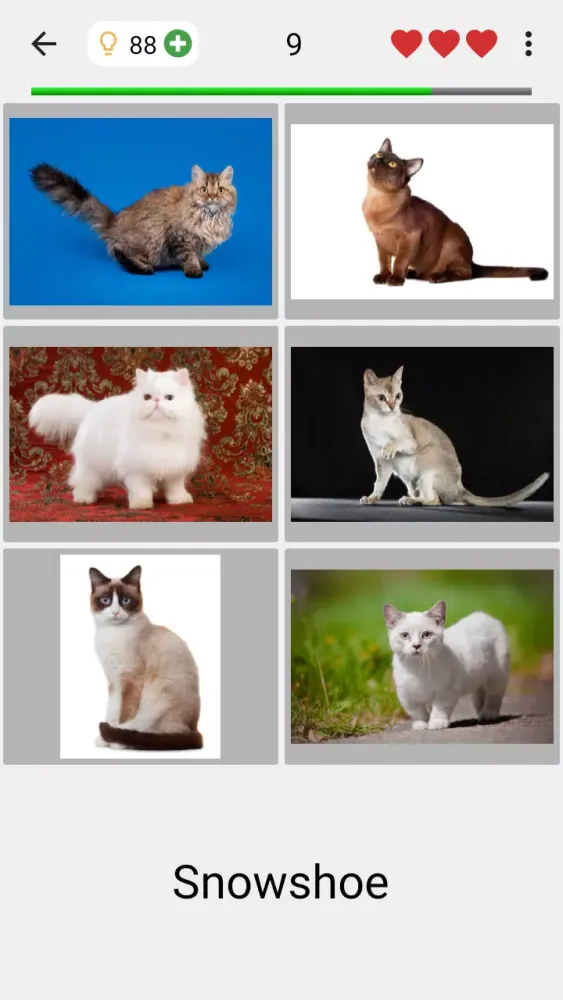 Cats Quiz स्क्रीनशॉट