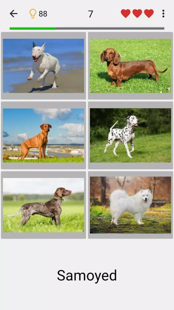 صور Dogs Quiz