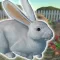 Rabbits Friends
