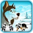 Sled Dog Racer Sled Dog Racer