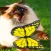 Butterfly Games for Cat