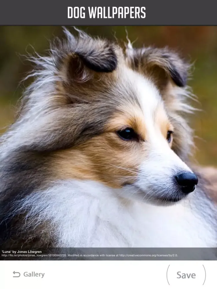 Dog Wallpapers! iPad 应用截图
