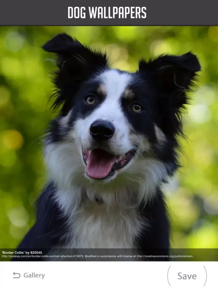 Dog Wallpapers! iPad 应用截图