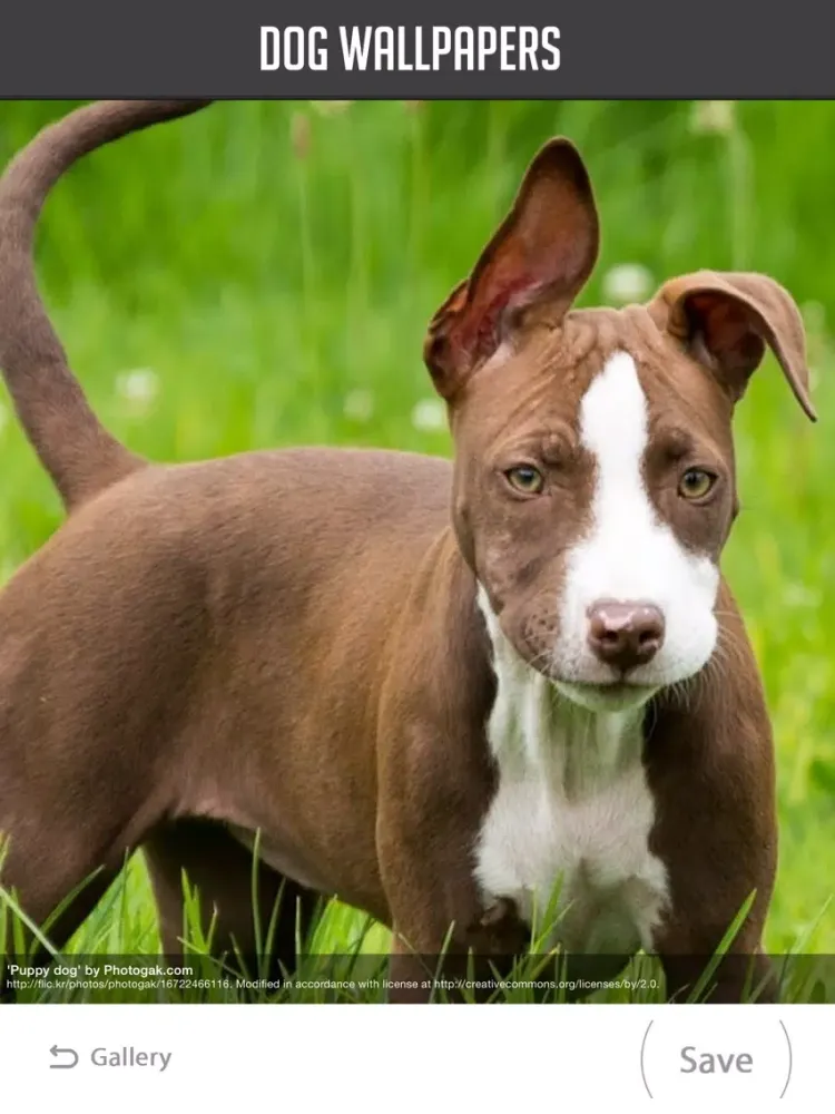 Dog Wallpapers! iPad 应用截图