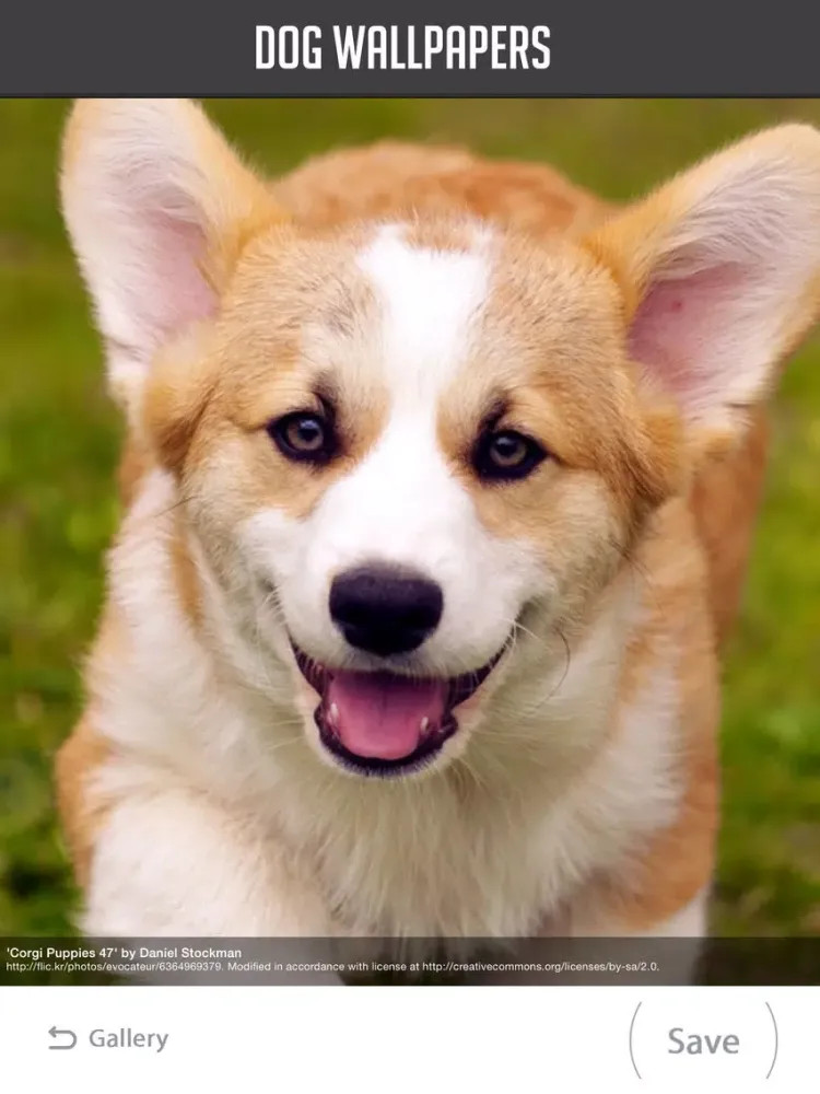 Dog Wallpapers! iPad 应用截图