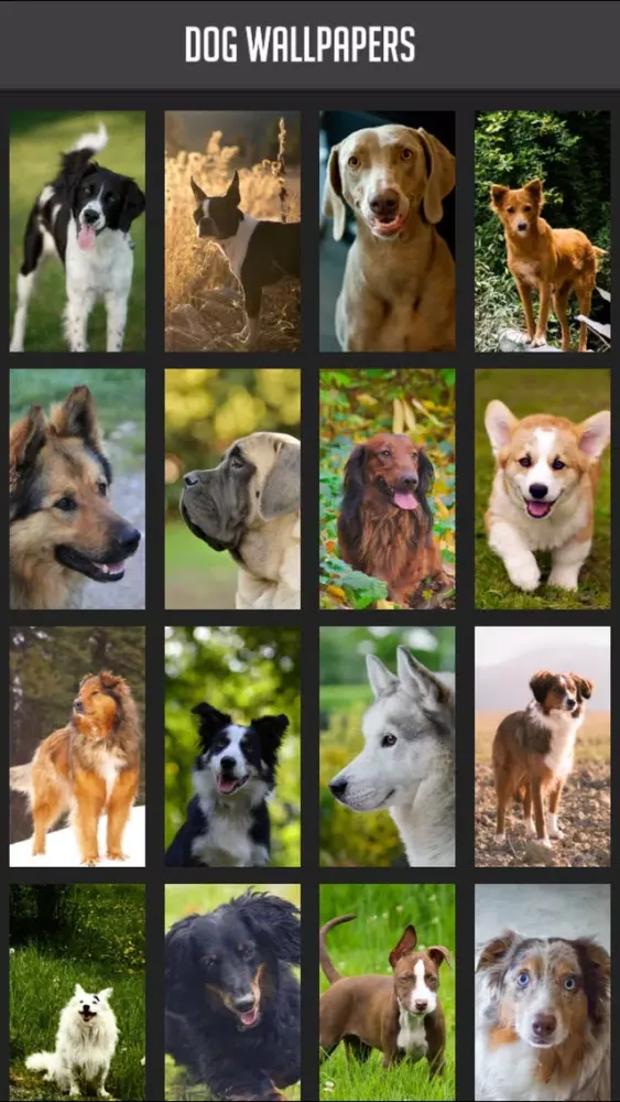 Dog Wallpapers!应用截图