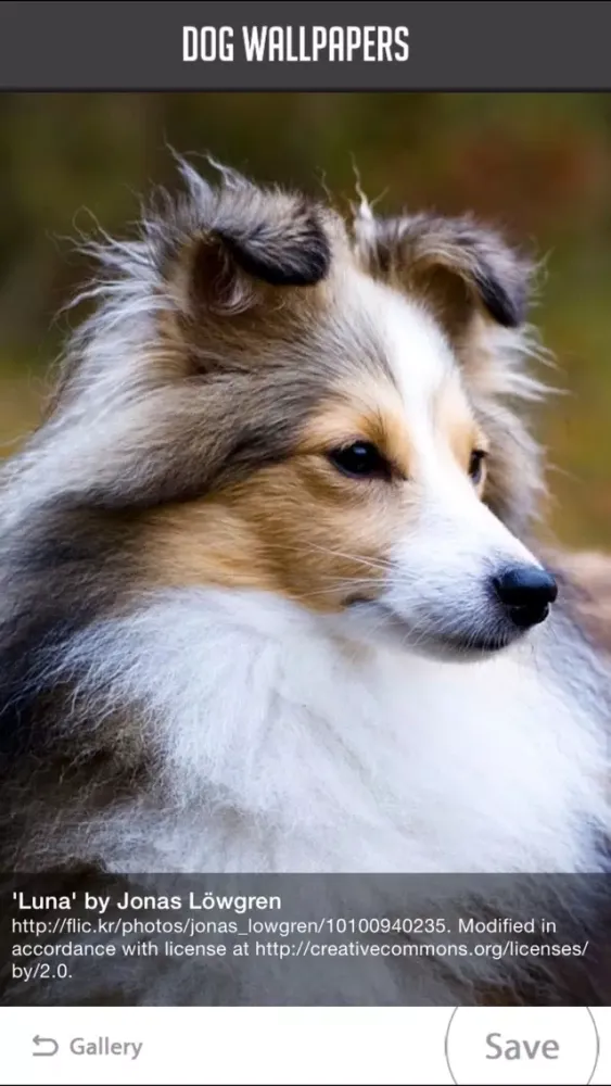 Dog Wallpapers!应用截图
