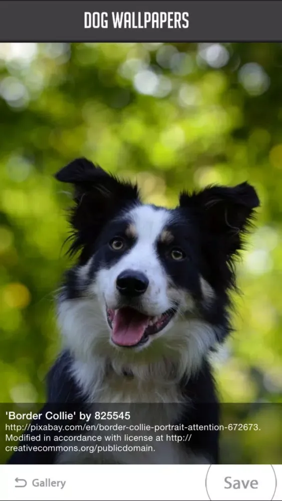 Dog Wallpapers!应用截图
