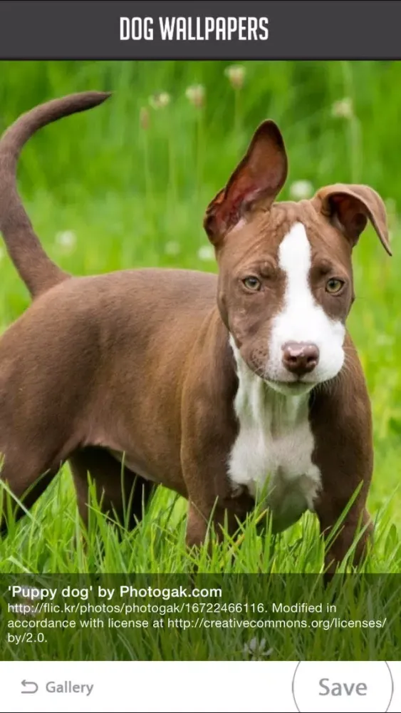 Dog Wallpapers!应用截图