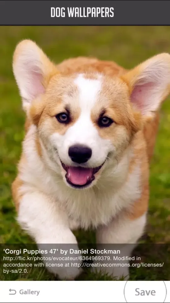 Dog Wallpapers!应用截图