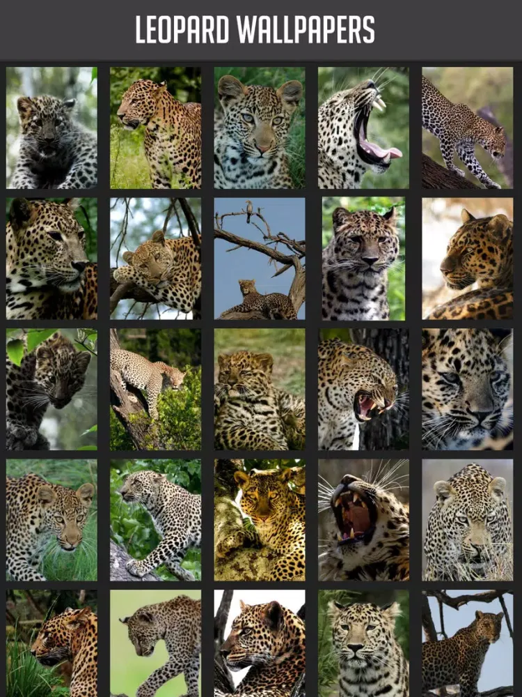 Leopard Wallpaper iPad 应用截图