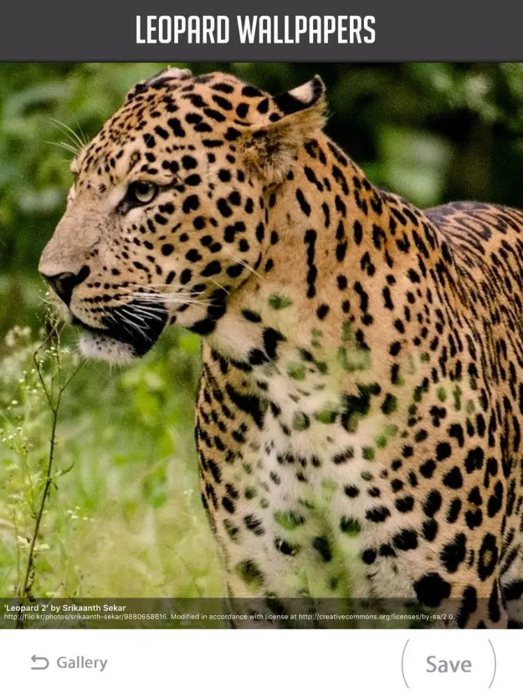 Leopard Wallpaper iPad 应用截图
