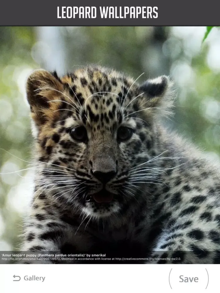 Leopard Wallpaper iPad 应用截图