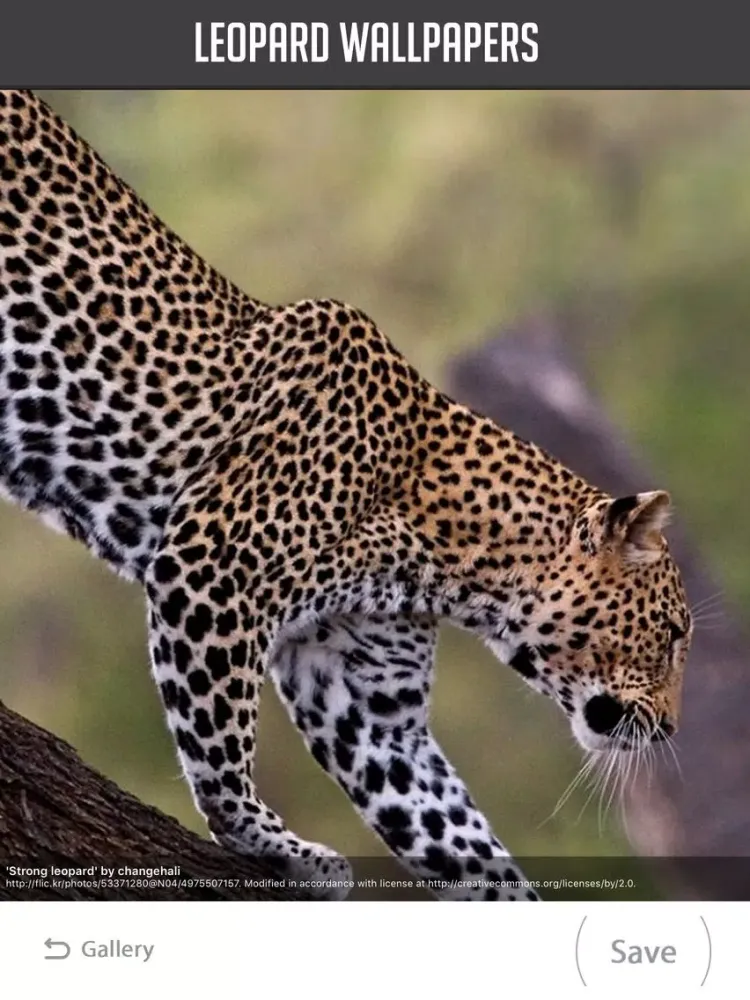 Leopard Wallpaper iPad 应用截图