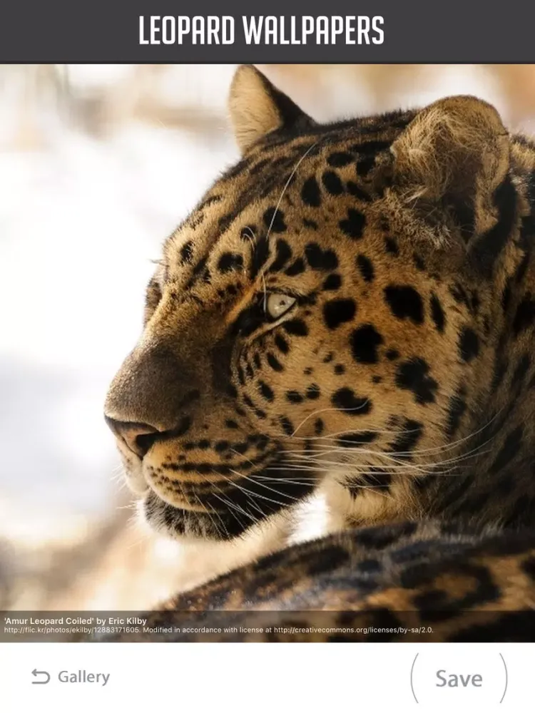 Leopard Wallpaper iPad 应用截图