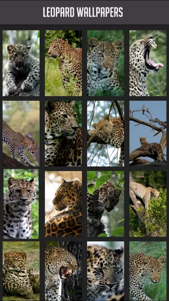 Leopard Wallpaper应用截图
