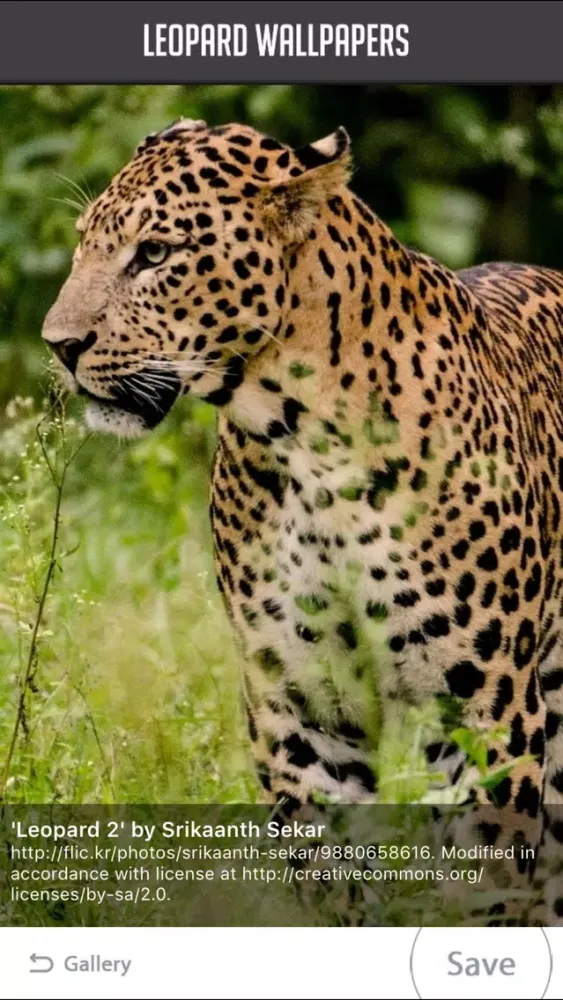 Leopard Wallpaper应用截图