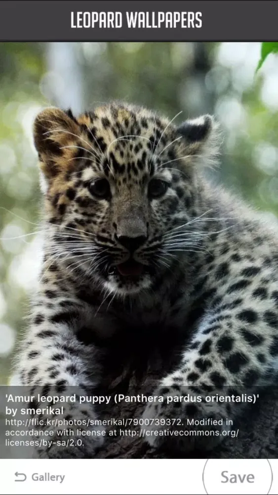 Leopard Wallpaper应用截图