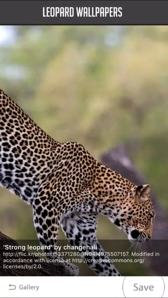 Leopard Wallpaper应用截图