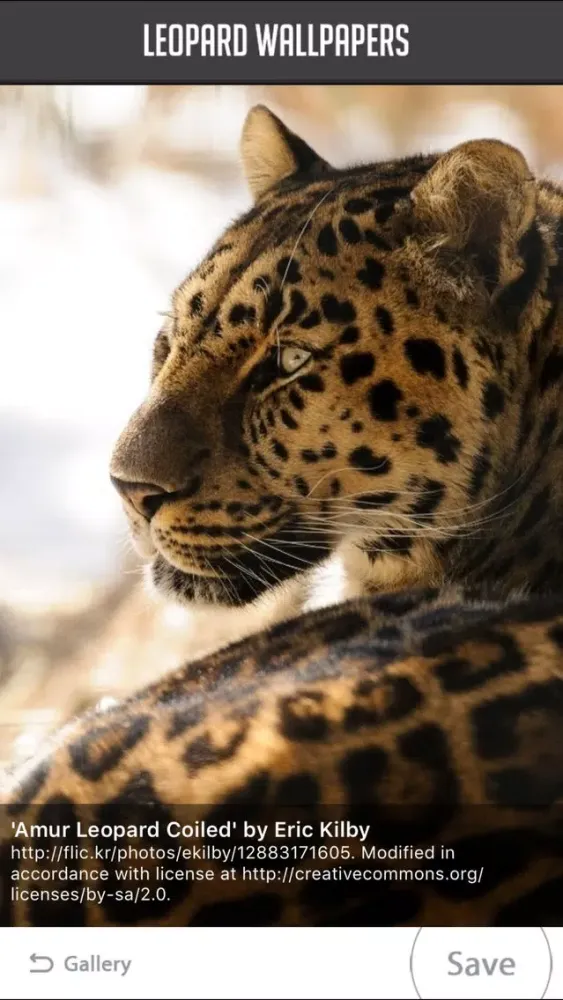 Leopard Wallpaper应用截图