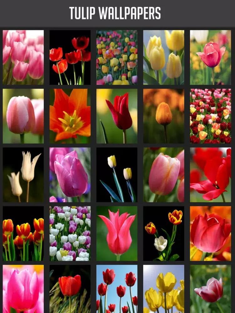 Ảnh chụp màn hình của Tulip Wallpapers iPad 