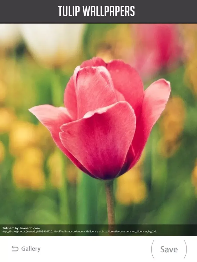 Ảnh chụp màn hình của Tulip Wallpapers iPad 