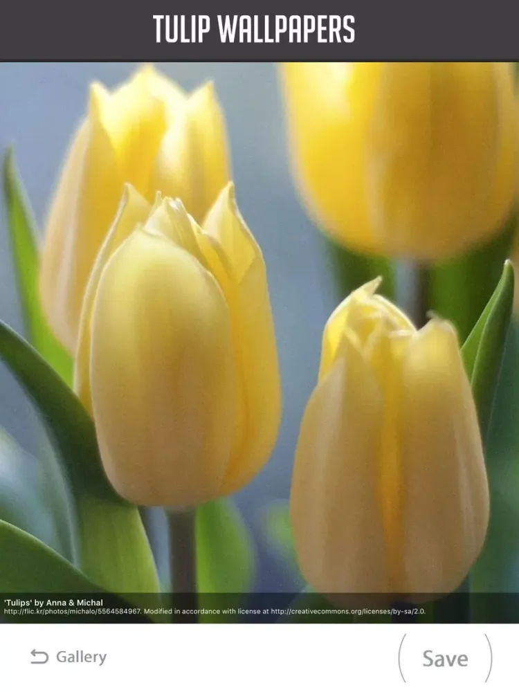Ảnh chụp màn hình của Tulip Wallpapers iPad 