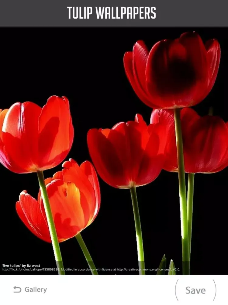 Ảnh chụp màn hình của Tulip Wallpapers iPad 