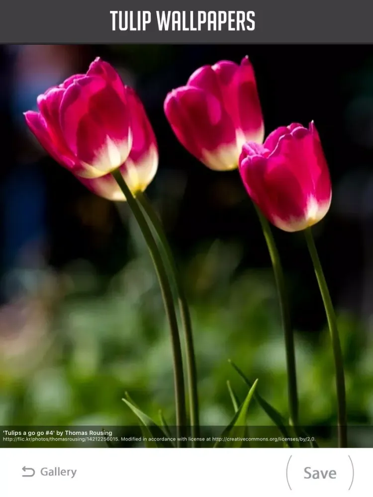 Ảnh chụp màn hình của Tulip Wallpapers iPad 