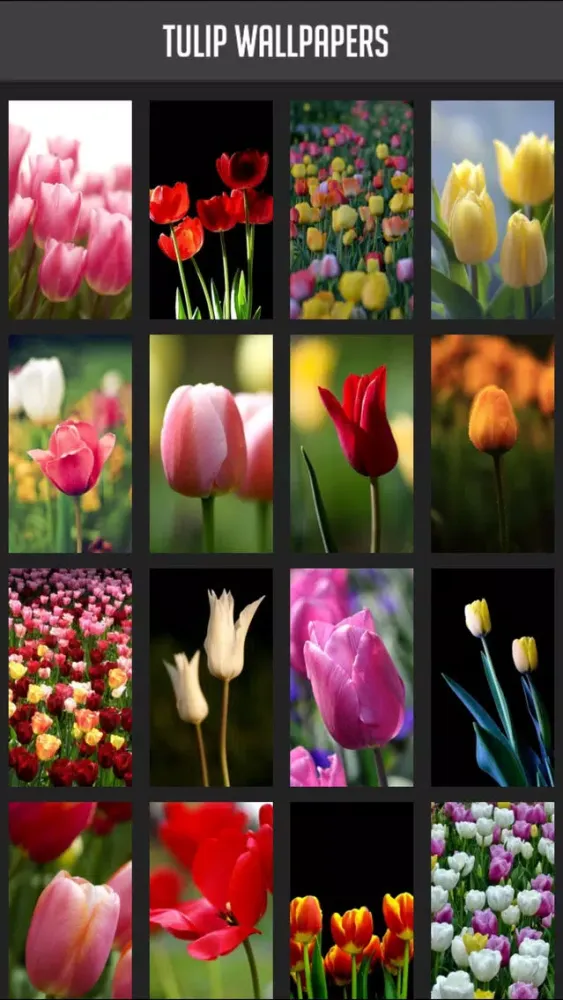 Ảnh chụp màn hình của Tulip Wallpapers