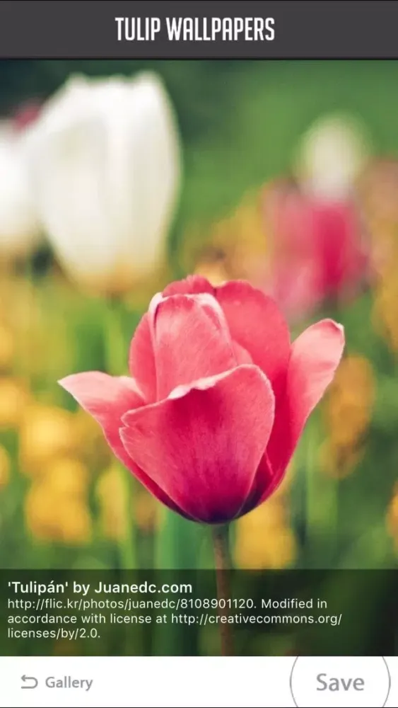 Ảnh chụp màn hình của Tulip Wallpapers