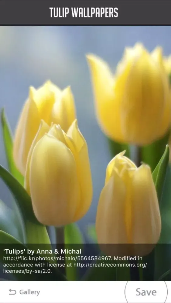 Ảnh chụp màn hình của Tulip Wallpapers