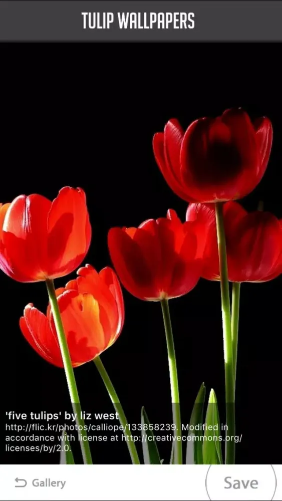 Ảnh chụp màn hình của Tulip Wallpapers