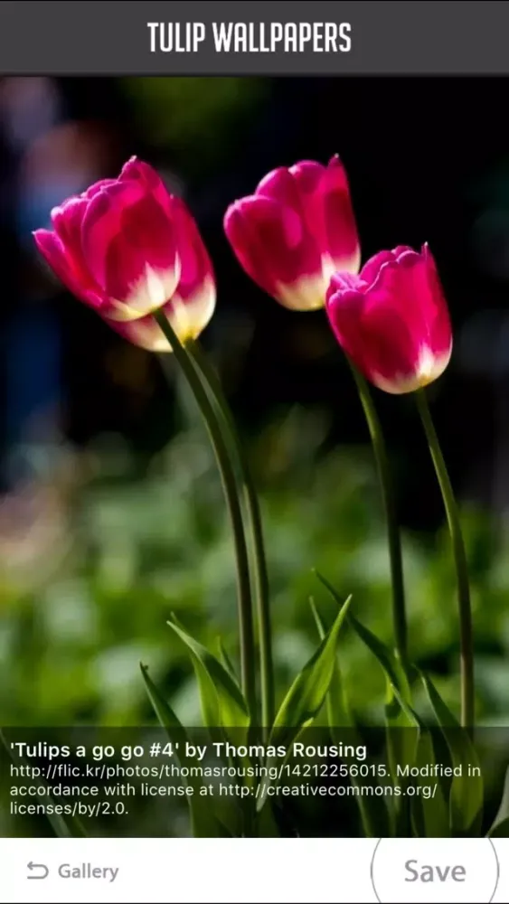 Ảnh chụp màn hình của Tulip Wallpapers