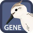 Sandpiper Gene Search Sandpiper Gene Search