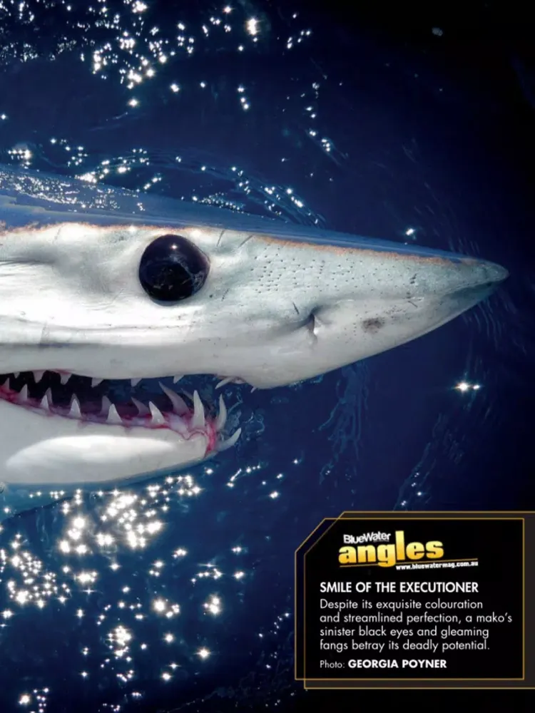 Screenshot di BlueWater Boats and Sportsfish iPad 