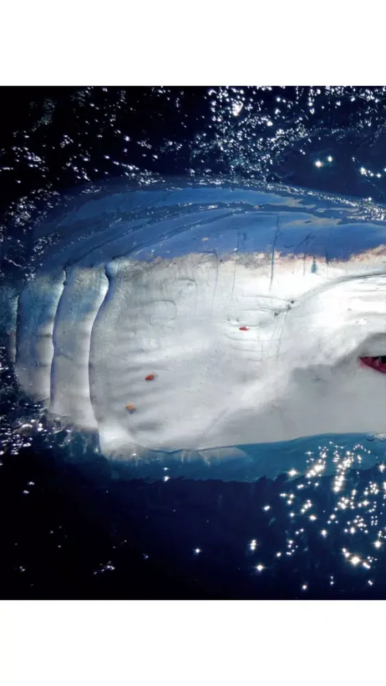 Screenshot di BlueWater Boats and Sportsfish