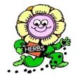 All About Herbs All About Herbs