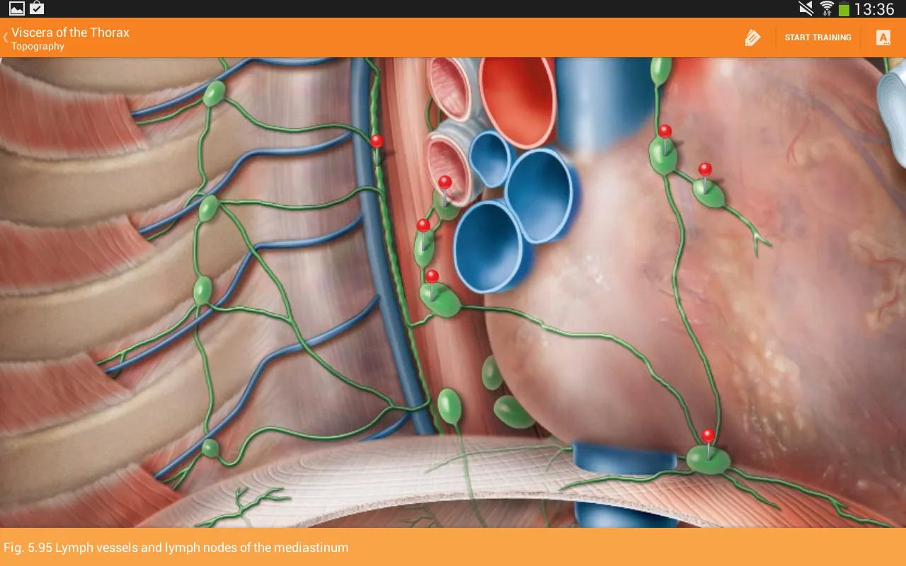 Sobotta Anatomy Ekran Görüntüleri